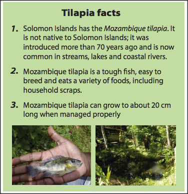 Tilapia facts