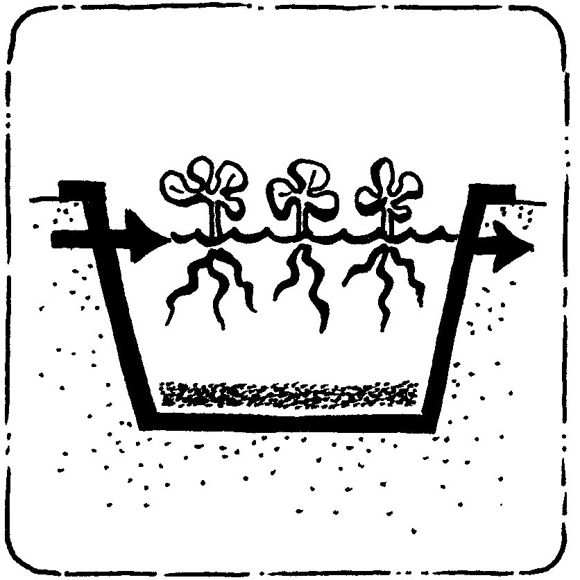 Floating Plant - Macrophyte - Pond