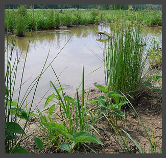 800px-Wetlands small.jpg