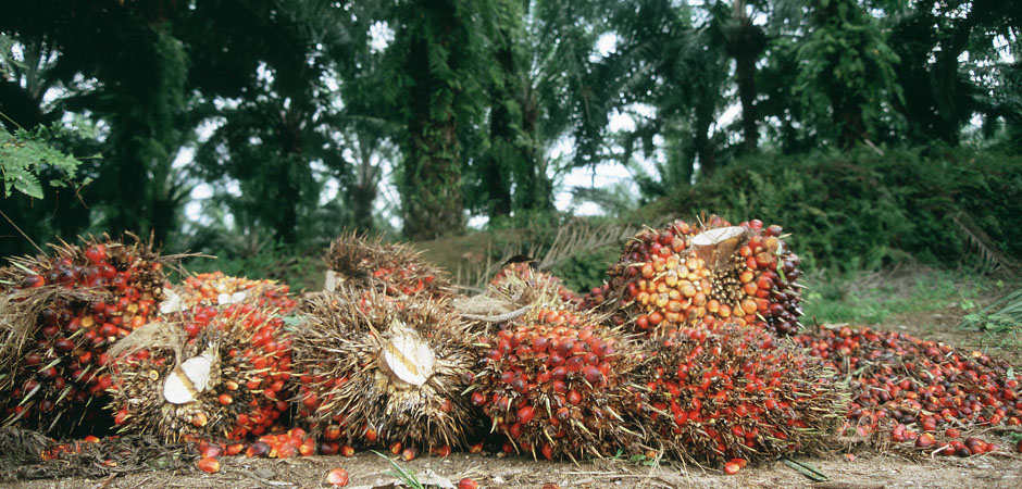 Harvested oil palm fruit bunches.jpg