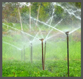 Sprinkler in India small.jpg